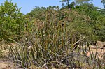 Euphorbia heterochroma v tsavoensis Kasigau GPS183 Kenya 2014_1599.jpg